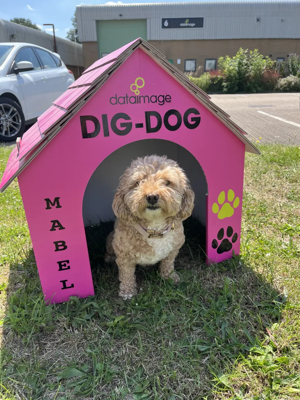 Mabel, the DIG dog greeting staff members upon their arrival.
